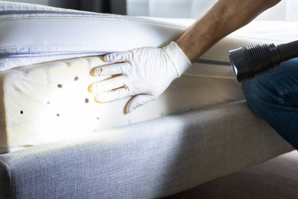 Best Best Pest Control Companies  in Nesconset, NY