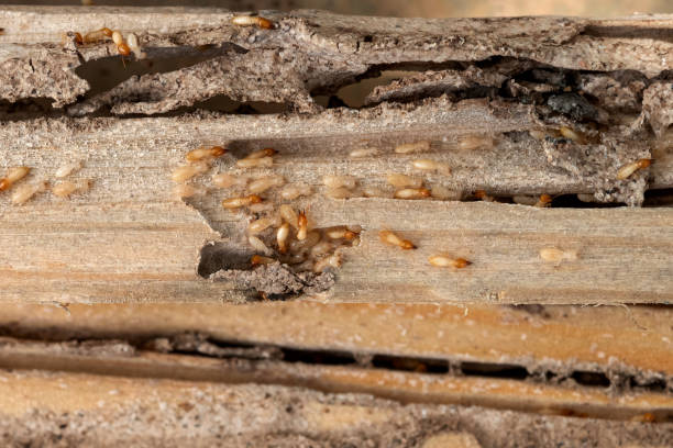 Pest Control for Restaurants in Nesconset, NY