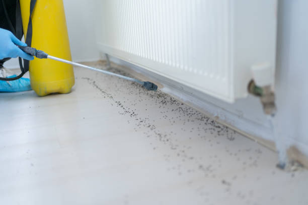 Best Mosquito Control Services  in Nesconset, NY